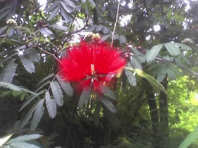  Giardino Liuzzo 1